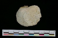 藏品(銀蛤)的圖片